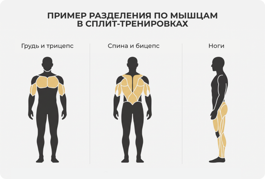 Сплит или фулбоди: что выбрать для прогресса 01 split-trenirovki-razdeleniye-po-myshtsam.png