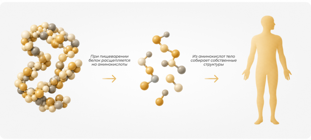 Сколько белка нужно в день: норма и продукты с белком 01 chto-takoye-belok-i-zachem-on-nuzhen.png