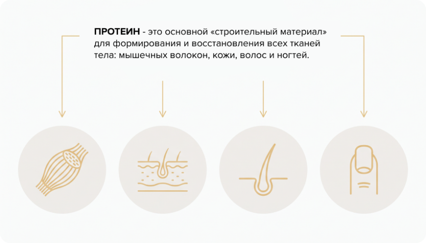 Как правильно принимать протеин? 01 chto-vazhno-znat-o-proteine.png