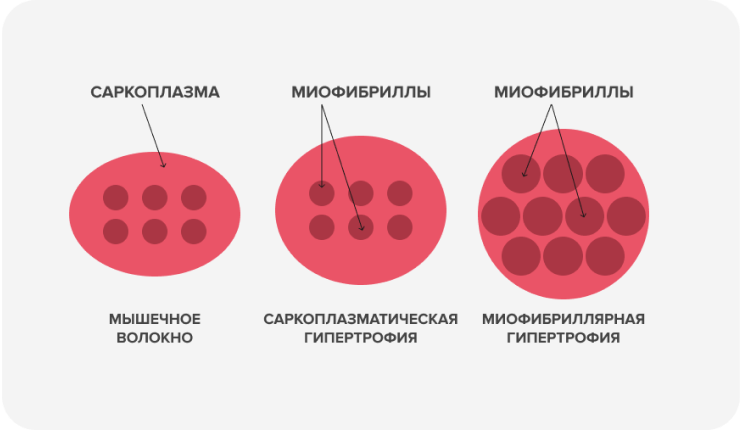 Условия для роста мышц: что влияет и сколько нужно белка? 04