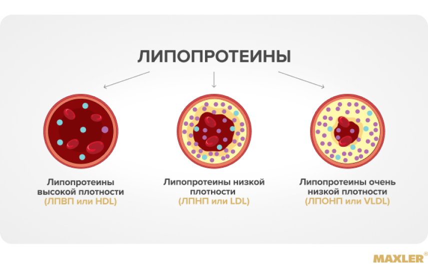 Хороший и плохой холестерин крови 01