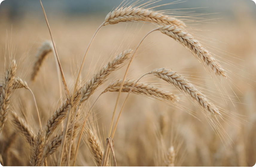 Безглютеновая диета: кому нужна, как соблюдать и каких ошибок избегать 01