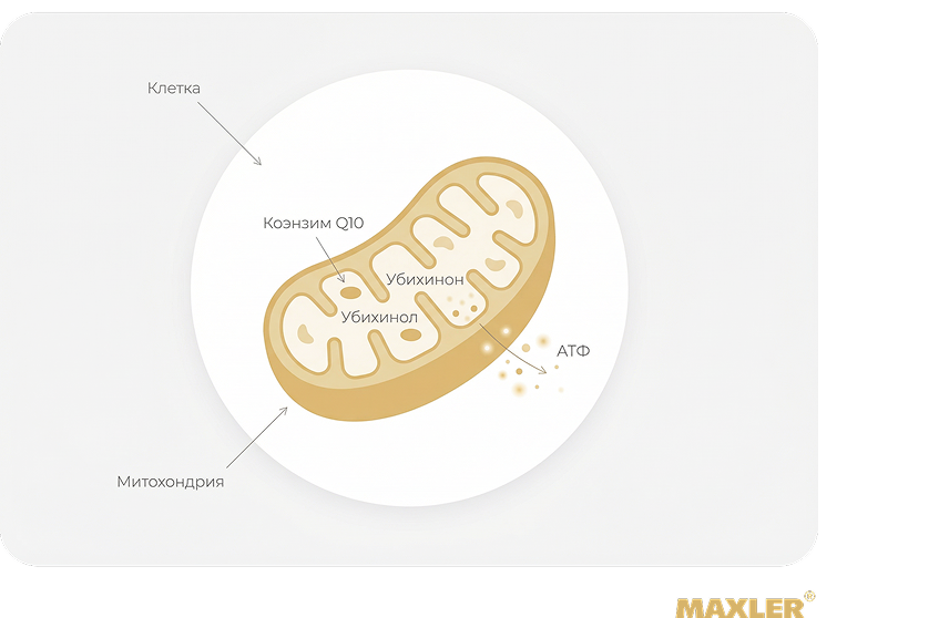Коэнзим Q10 — для чего нужен и как правильно принимать 01