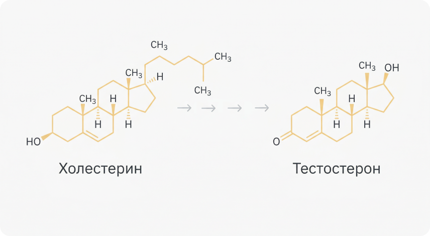 Уровень тестостерона: как определить и повысить естественным способом 01